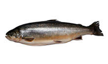click here to view Fortune Fish Seafood Char, Arctic Products