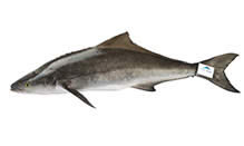 click here to view Fortune Fish Seafood Cobia Products