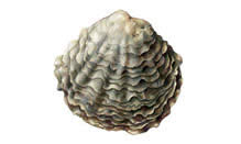 click here to view Fortune Fish Seafood Oysters - European Flats - Ostrea edulis  Products