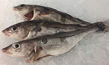 click here to view Fortune Fish Seafood Haddock Products