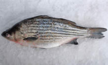click here to view Fortune Fish Seafood Bass, Hybrid Striped Products