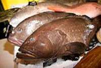 Chicago Seafood and Specialty Show 2012 