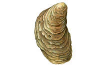 click here to view Fortune Fish Seafood Oysters - Olympia - Ostrea lurida Products