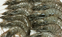 click here to view Fortune Fish Seafood Shrimp Products