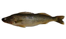 click here to view Fortune Fish Seafood Walleye Products