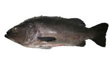 click here to view Fortune Fish Seafood Wreckfish Products