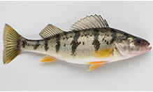 click here to view Fortune Fish Seafood Perch, Yellow Lake Products