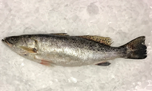 Seatrout, Spotted