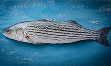 Bass, Pacifico Striped