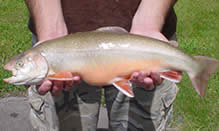 click here to view Fortune Fish Seafood Char, Wisconsin Ivory  Products