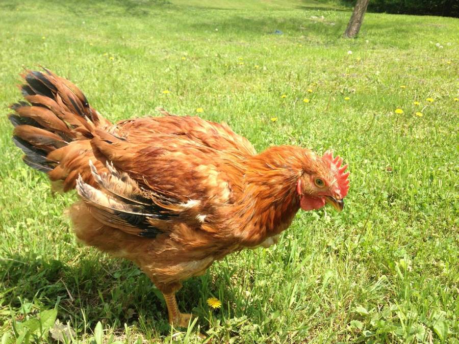blog-green-circle-chicken-single