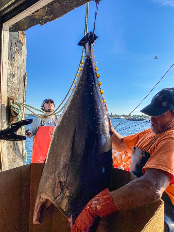 blogbostonswordtuna4