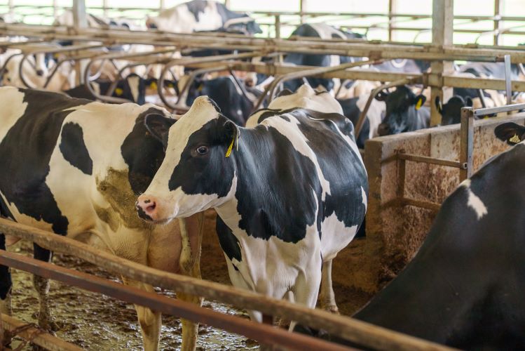 blogcravecows