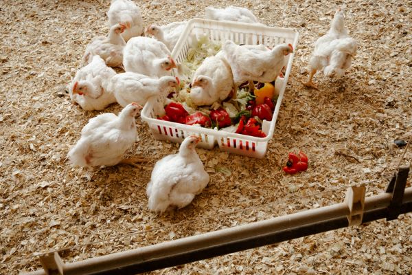 bloggreencirclechicken
