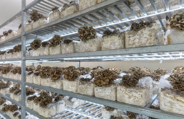 blogsustainabilitymushrooms