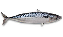 Mackerel, Atlantic (Boston)
