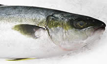 Yellowtail Jack