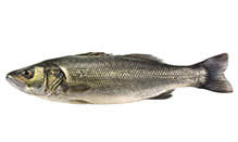 Sea Bass, European (Loup de Mer)