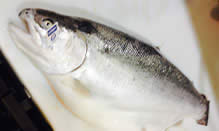 Trout, Fjord