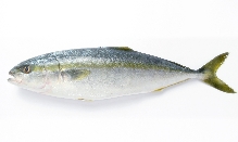 Japanese Amberjack, Hamachi