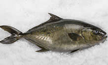 Kampachi, Baja