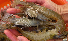 click here to read more about Kauai Shrimp