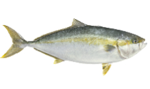 Kingfish (Hiramasa)