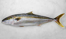 Kingfish (Hiramasa)