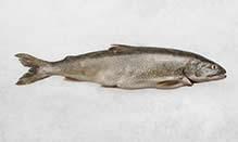Trout, Lake