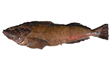 Lingcod