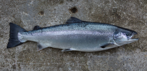 Salmon, Farmed - Loch Duart