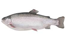 Trout, Loch Etive Sea