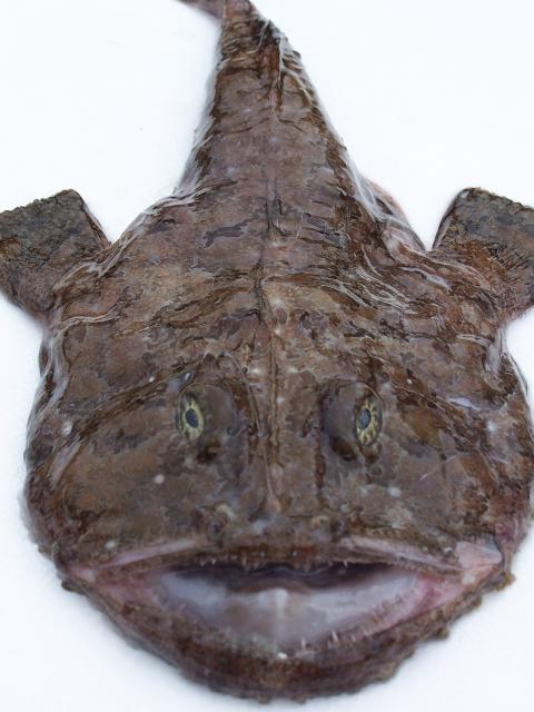monkfish-ii