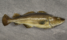Cod, Ode