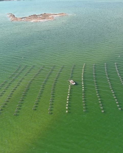 oyster-blog-chincoteague