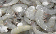 Pacific Blue Shrimp, Natural Pacific
