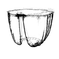 purse-seine