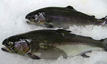 Trout, Rainbow - Clear Springs