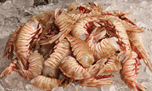 Rock Shrimp