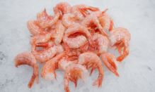 click here to read more about Sidestriped Shrimp