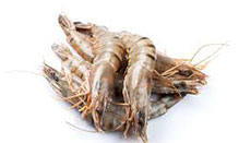 Skull Island Tiger Prawn