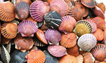 click here to read more about Live Sea Scallops