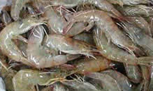 White Shrimp