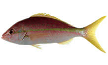 Snapper, Yellowtail